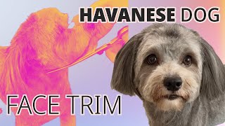 Easy Face Grooming  Havanese Dog [upl. by Whiting883]