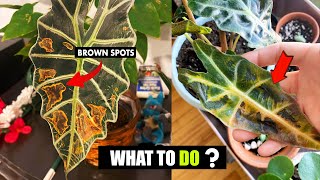 How to fix Brown spots on Alocasia leaves [upl. by Harness]