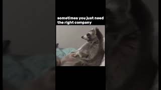 true company lol subscribe shorts trending bruhmeme memes mood viralshorts capcut animals [upl. by Jayme]