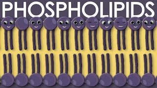 Phospholipids types structure and function [upl. by Lyred501]