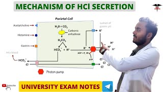 Mechanism Of HCl secretion  Regulation  Digestive system [upl. by Connell426]