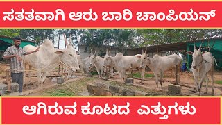 ಬಸ್ತಿ ಹೋರಿ ಮಾಲೀಕನ ಚಾಂಪಿಯನ್ ಎತ್ತುಗಳು hallikar ಹಳ್ಳಿಕಾರ್ [upl. by Scornik890]