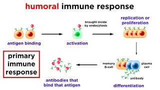 The Immune System Innate Defenses and Adaptive Defenses [upl. by Dorinda]