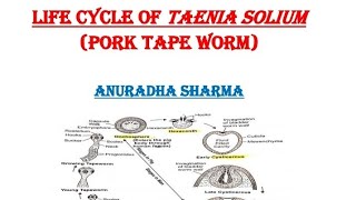 LIFE CYCLE OF TAENIA SOLIUM Tapeworm [upl. by Ernie846]