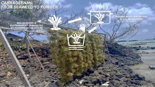 From Seaweeds to Powder How is Carrageenan made [upl. by Aicilanna]