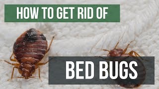 How To Get Rid of Bed Bugs Guaranteed 4 Easy Steps [upl. by Zingale]