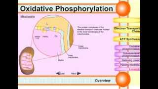 Oxidative phosphorylation [upl. by Leeann]