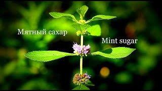 Мятный сахар Mint sugar [upl. by Iccir48]