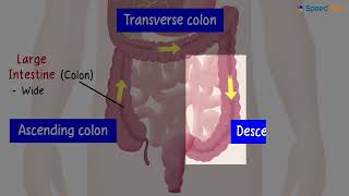 Class7ScienceCh11Nutrition in AnimalsTopic Digestion Role of Large Intestine Rectum and Anus [upl. by Irvine]