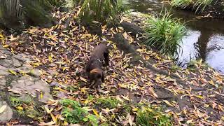 Working cocker spaniel dog [upl. by Lorant]