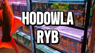 Hodowla Ryb Krzysztofa Bednarowicza [upl. by Ava]