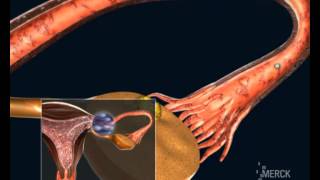 Embryo development and implantation [upl. by Odlo]