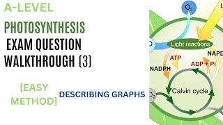 Describing photosynthesis graphs exam questions pt3  Alevel Biology [upl. by Htilil]