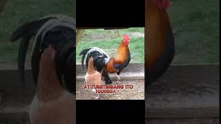 history of White Hackle Gamefowl [upl. by Mira]