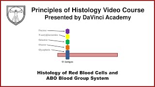 Histology of Red Blood Cells and ABO Blood Group System Blood Histology 1 of 3 [upl. by Ennoval]