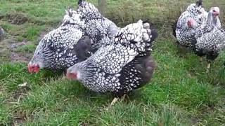 SILVER LACED WYANDOTTE LARGE FOWL FROM CHESHIRE POULTRY [upl. by Elatnahs]