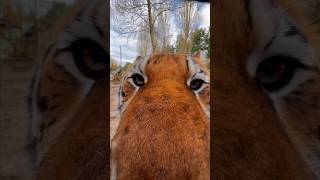 Story of Zeus the tiger  Part 2 lion tiger normandie bigcats [upl. by Blaise]