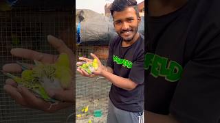 Budgies parrot ke bache🐣 petlover pigeon birds bird budgies vlog petvlogger petlover birds [upl. by Vassily]