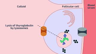 Thyroid Hormone Synthesis and Antithyroid drugs [upl. by Tra]