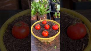 Growing tomato seedlings this way is simple TomatoSeedlingGrowing compostingworms [upl. by Odlanar]