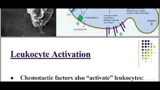 Pathology of Inflammation Acute Inflammation callular Events [upl. by Kassel]