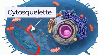 hyaloplasme le cytosol et le cytosquelette biologie cellulaire 🔥شرح بالدارجة🔥 [upl. by Aneehsor]