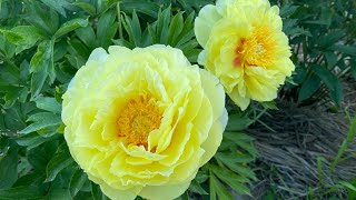 Bartzella Etched Salmon Lorelei Festiva Maxima Sarah Bernard and much more peonies in May [upl. by Mccormac]