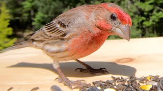 House Finches Chirping [upl. by Ethelind]