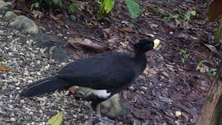 Costa Rica 2022 great curassow Crax rubra enjoying banana Tropenstation La Gamba [upl. by Karola646]