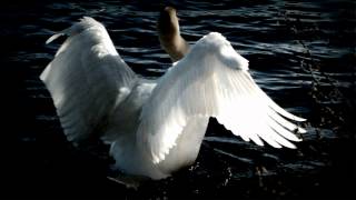 Tchaikovsky  Swan Lake Swan Theme [upl. by Eitra]