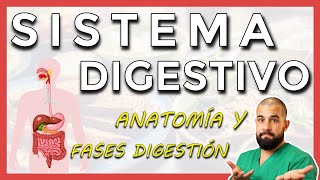 Anatomía del SISTEMA DIGESTIVO Repaso general [upl. by Niven]