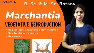 Marchantia  Vegetative Reproduction  in Hindi  Botany  B Sc amp M Sc [upl. by Waller689]