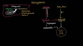 Ketogenesis [upl. by Cosma]