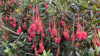 Colourful early summer garden highlights and Fatsia update after pruning garden flowers easy [upl. by Idnew]