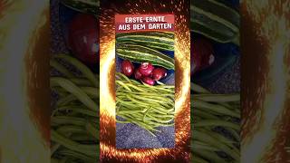 Ernte  Garten  erstes Gemüse  Zucchini  Bohnen  Zwiebeln  Was werde ich kochen  Zubereitung [upl. by Eenert]