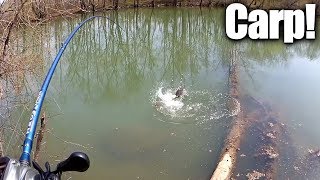 Sight Fishing For Carp With Bread  How To Catch Carp The Easy Way [upl. by Marice481]