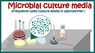 Bacterial culture media classification and types of bacterial media  enriched amp differential media [upl. by Nagey778]