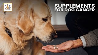 Supplements for Dogs with Cancer  Dr Demian Dressler Deep Dive [upl. by Ayres]