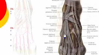 129 L Limb Extensor retinaculum د أحمد كمال [upl. by Candyce]