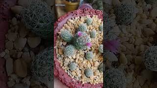 mammillaria vetula ssp gracilis CV Roi baudoin yonniux [upl. by Gaspar455]