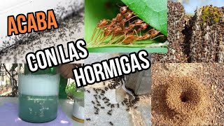 EN 5 MINUTOS ELIMINA el 100 de HORMIGAS de CASA PLANTAS Y JARDÍN con ESTE Remedio CASERO FACIL [upl. by Ytsirc]