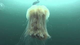 Lions Mane Jellyfish [upl. by Leahcar]