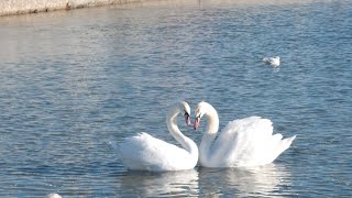 Jerzy Połomski Co mówi wiatr Jezioro Łabędzie Swan Lake [upl. by Ahsienor]