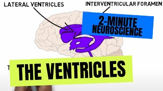 2Minute Neuroscience The Ventricles [upl. by Aicrop]