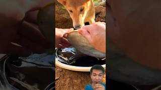 Dog brothers eat like pigs 2 shortvideo dog puppy pets animals food [upl. by Anivid]