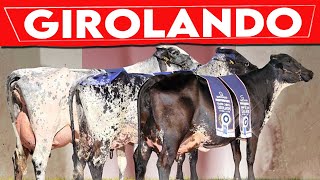 ⭕ GIROLANDO CATTLE History ✅ Milking Cows In The World  GIROLANDO [upl. by Nyladnor5]