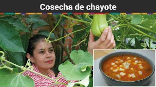 Sopa de Chayote y su cosecha [upl. by Bradly348]