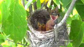 Yellow Warblers Feeding Young [upl. by Ahsiret]