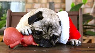 Christmas Pugs [upl. by Hal]