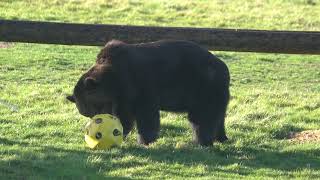 ussuri brown bear at the yorkshire wildlife park [upl. by Temp]